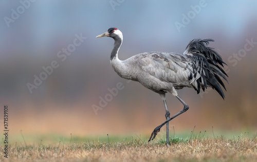 Common crane (Grus grus) bird