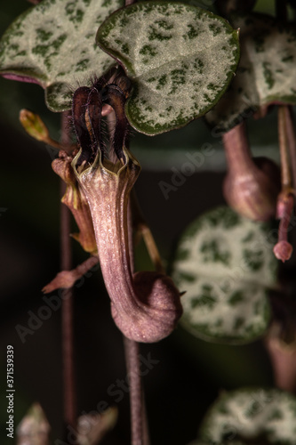 Flower of String of Hearts (Ceropegia woodii)