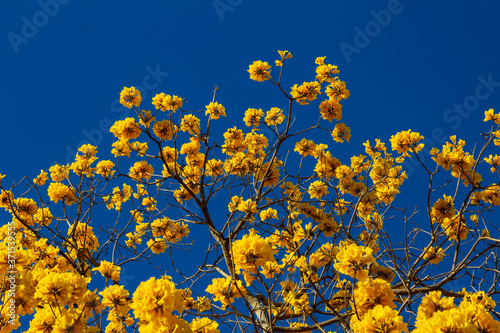 Alguns galhos de ipê amarelo carregados de flores com céu azul.