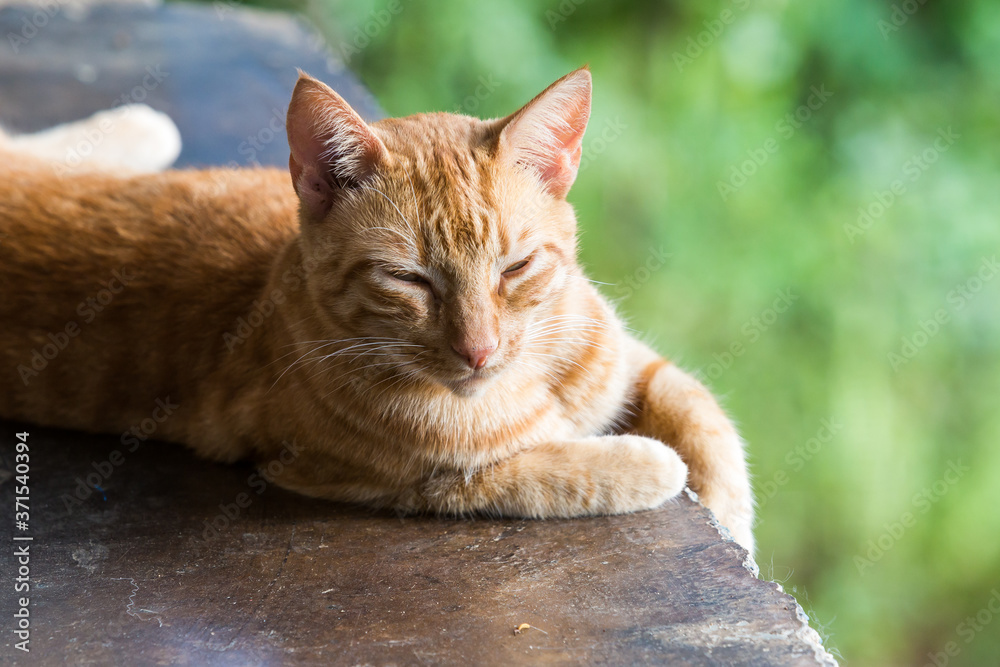 Φωτογραφία dramatic image of an orange tabby kitty resting outside in the sunshine