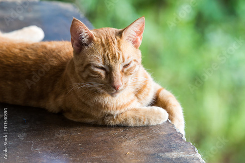 Carta da parati dramatic image of an orange tabby kitty resting outside in the sunshine