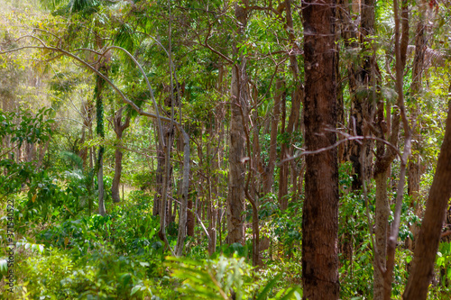 Untouched forest nature in Byron Bay