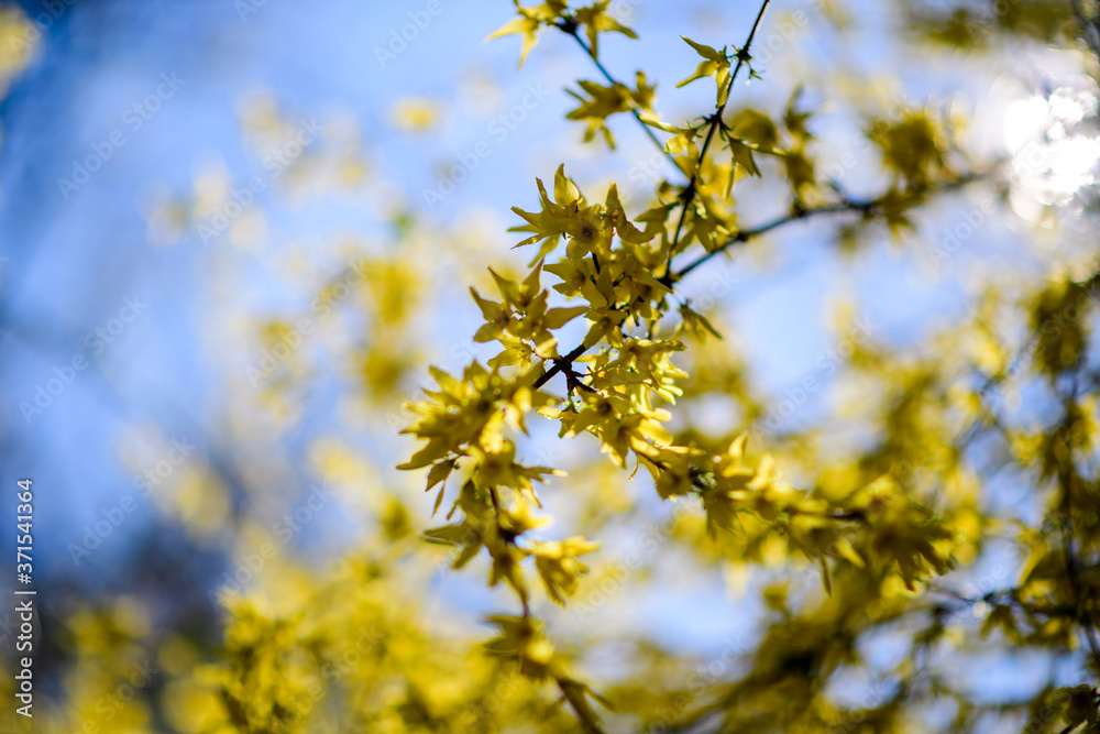 Close-up macro shot of spring yellow Forsythia Bush with defocused blue sky in the background Close-up macro shot of spring yellow Forsythia Bush with defocused blue sky in the background