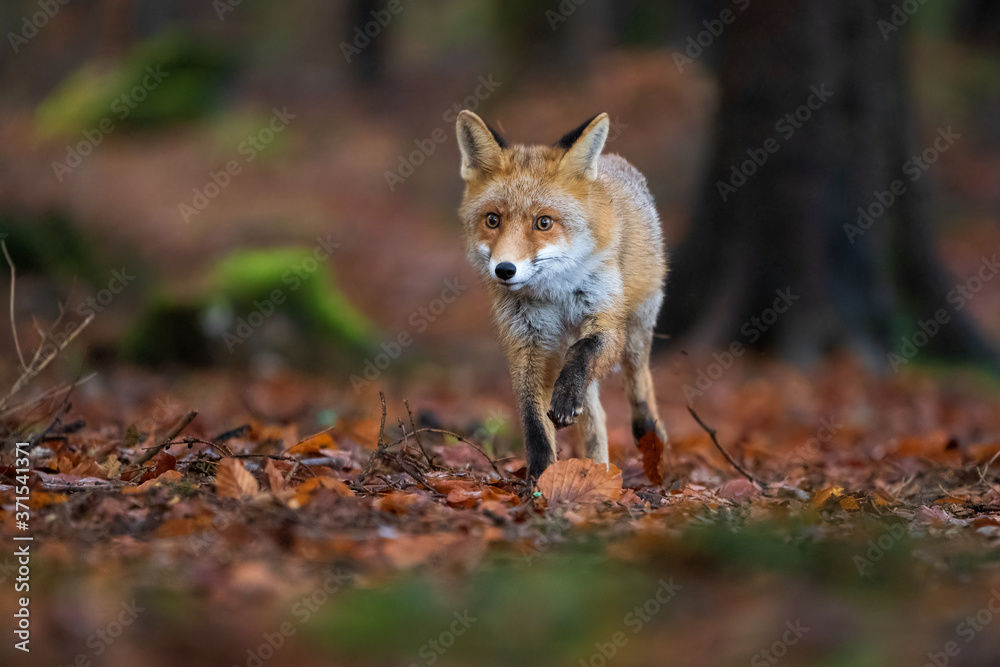 Red fox in the forest running directly to the camera. Autumn forest with wild beast Red fox in the forest running directly to the camera. Autumn forest with wild beast