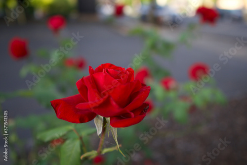 red poppy flower