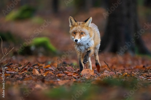 Red fox in the forest running directly to the camera. Autumn forest with wild beast © Stanislav Duben