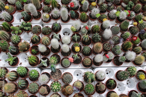 mini cactuses