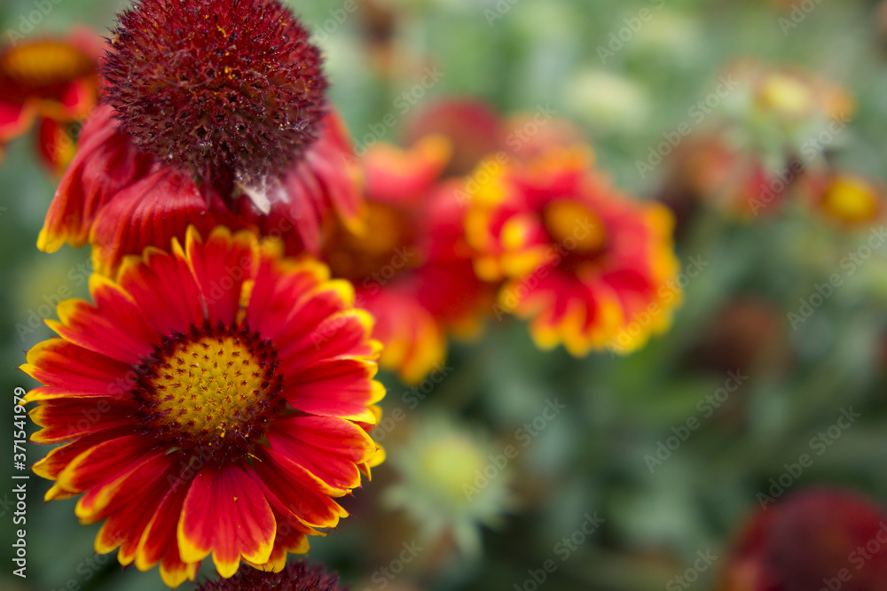 red and yellow flowers red and yellow flowers