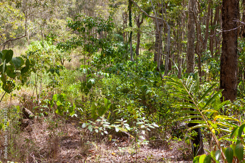 Fototapeta Naklejka Na Ścianę i Meble -  Untouched forest nature in Byron Bay