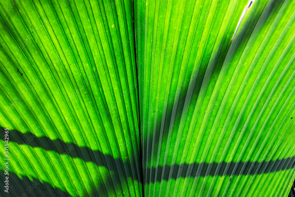 Obraz premium Tropical palm leaf. Natural texture
