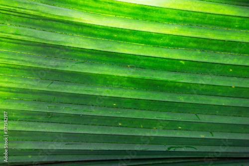 Tropical palm leaf. Natural texture