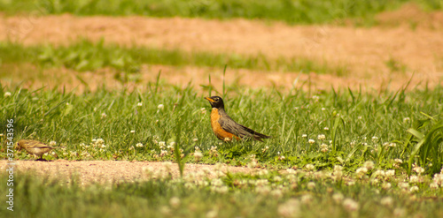 bird in the grass