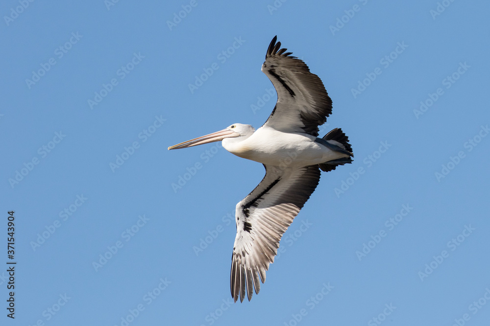 Obraz premium Australian Pelican in flight with blue sky background
