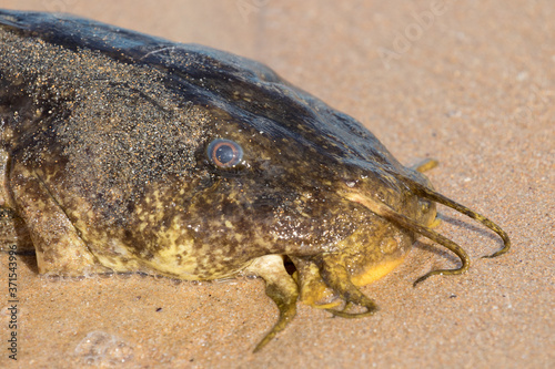 Catfish washed up onto an Australian beach