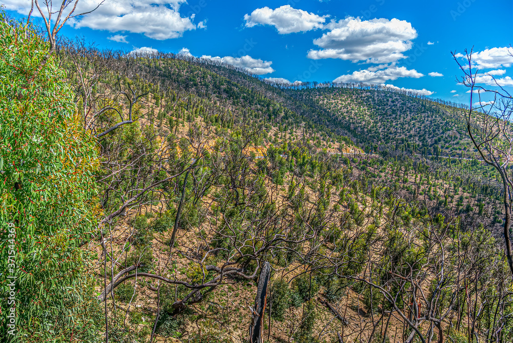 Naklejka premium Kinglake Bushfires 8