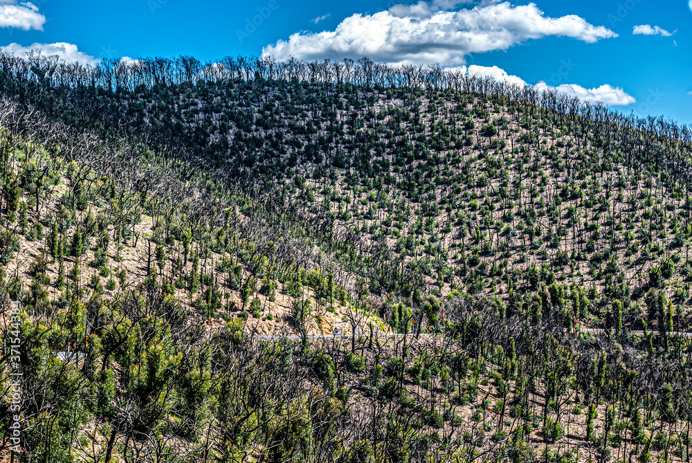 Obraz premium Kinglake Bushfires 9