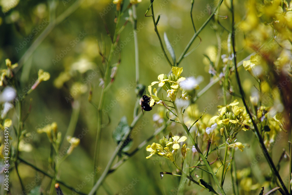 Bee in Flowers