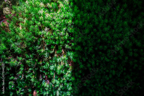 森の苔の壁