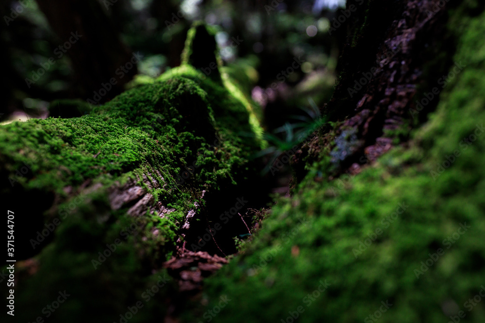 Obraz premium 森の苔