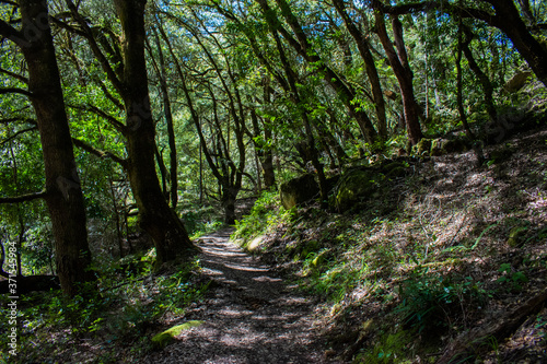 path in the forest