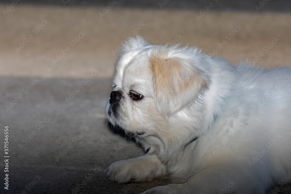 Small white pekinese watching the surroundings Small white pekinese watching the surroundings