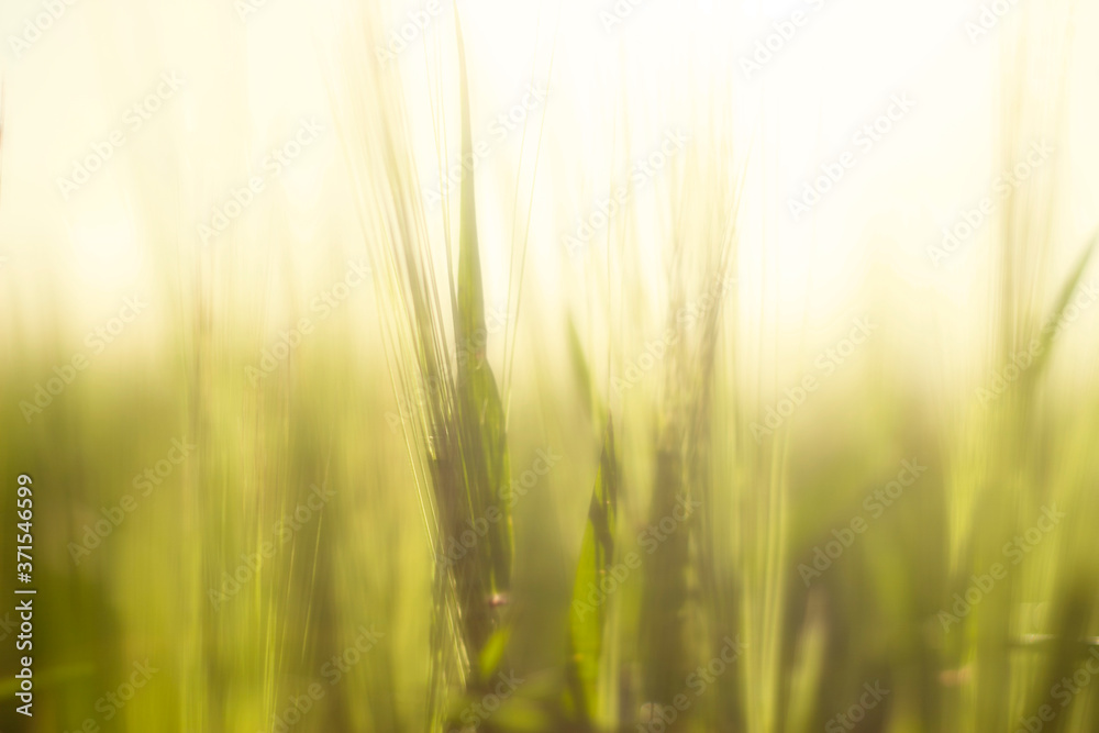 field of wheat field of wheat