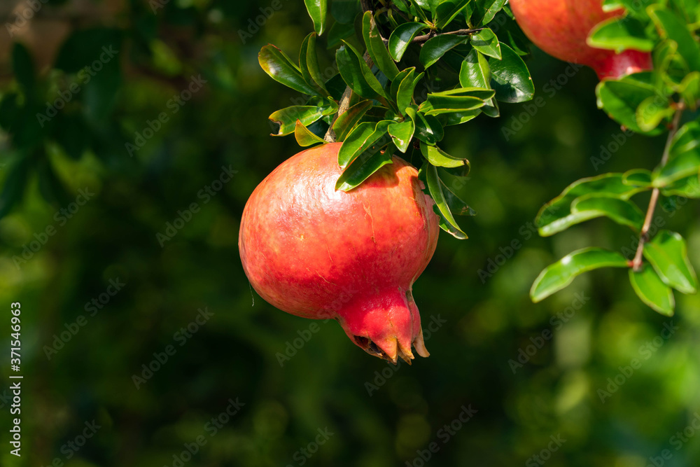 Pomegranate fruit has become in JAPAN.