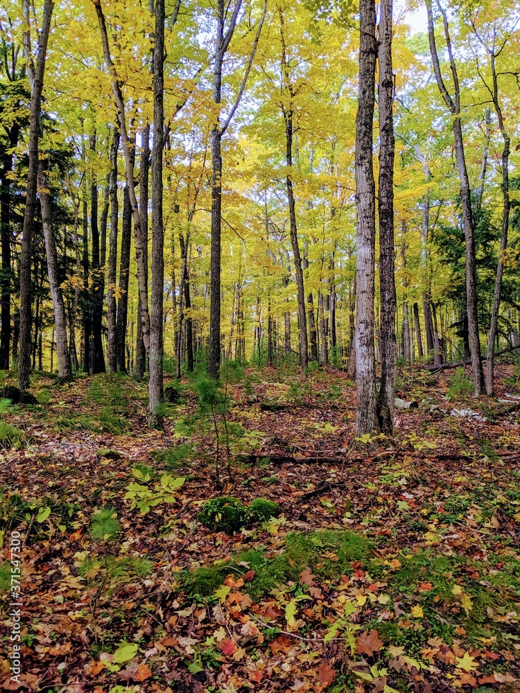 autumn in the forest