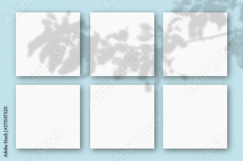 6 square sheets of white textured paper on the blue wall background. Mockup overlay with the plant shadows. Natural light casts shadows from an exotic plant.. Flat lay, top view