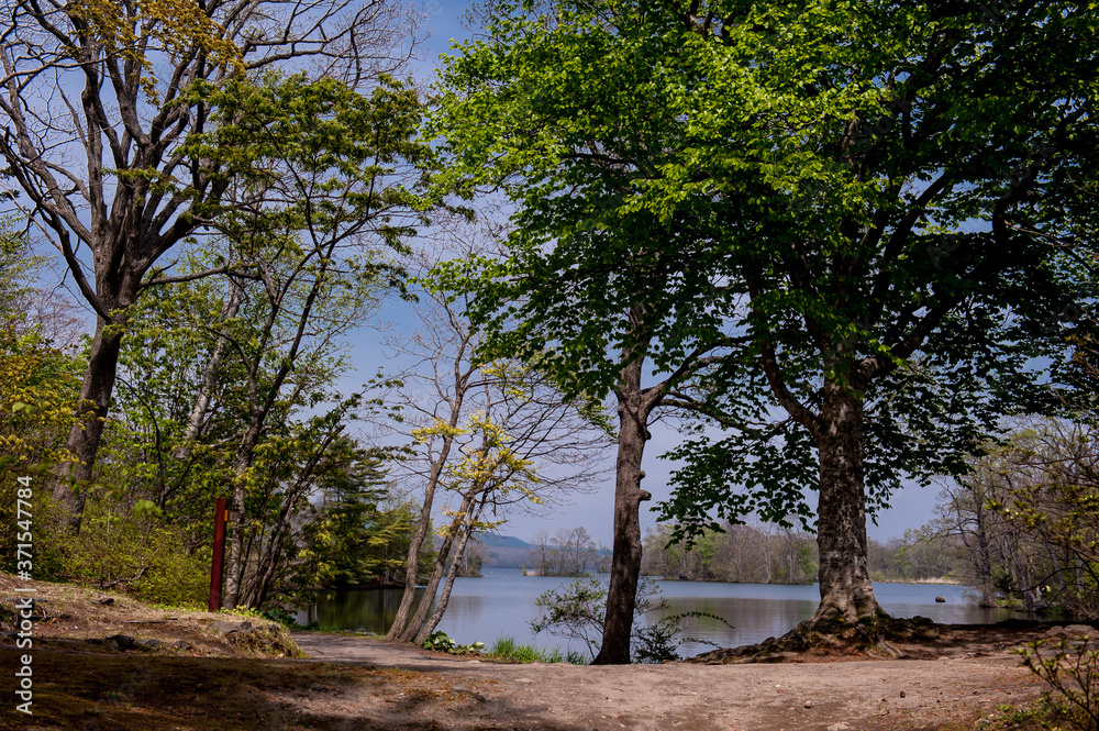 Beautiful view of the Onuma national park and Mt Komagatake with clear blue sky, Beautiful view of the Onuma national park and Mt Komagatake with clear blue sky,