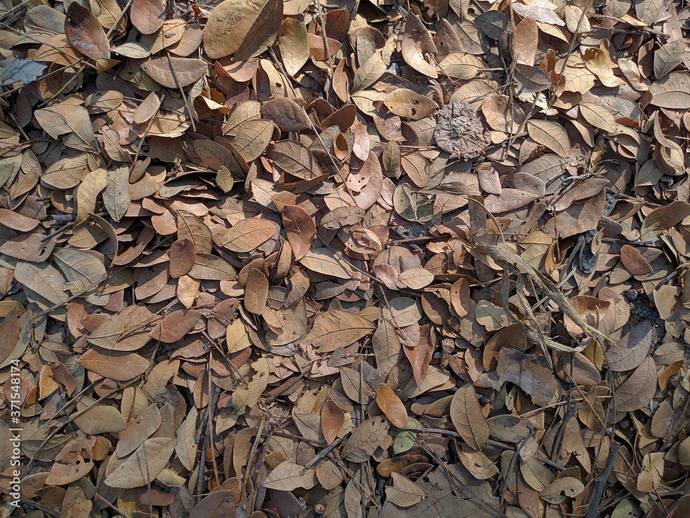 The texture and background of dry leaves scattered about The texture and background of dry leaves scattered about