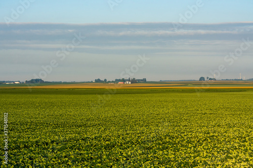 Soybean Field