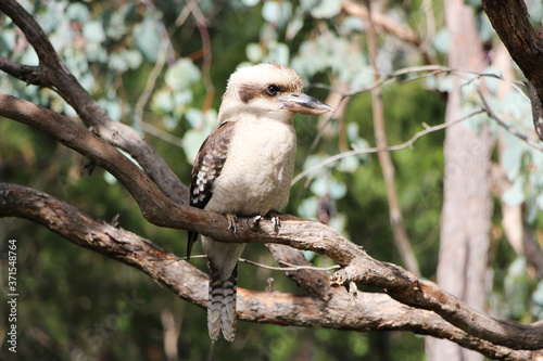 Kookaburra bird, the native Australian species sits in a tree making its famous laughing call.