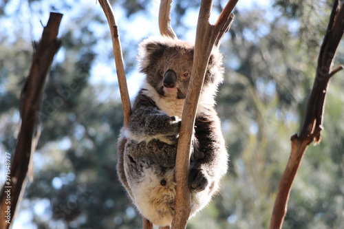 Canvas Print Koala bear sits in the crook of a tree branch, watching the world go by
