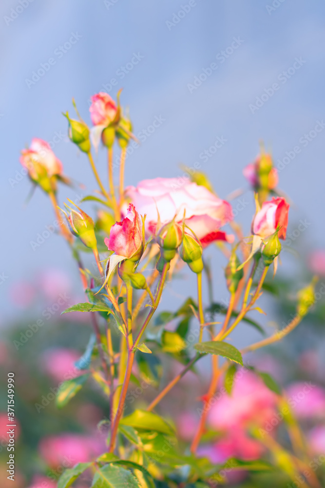 Fragile roses growing . Garden with fresh flower Fragile roses growing . Garden with fresh flower