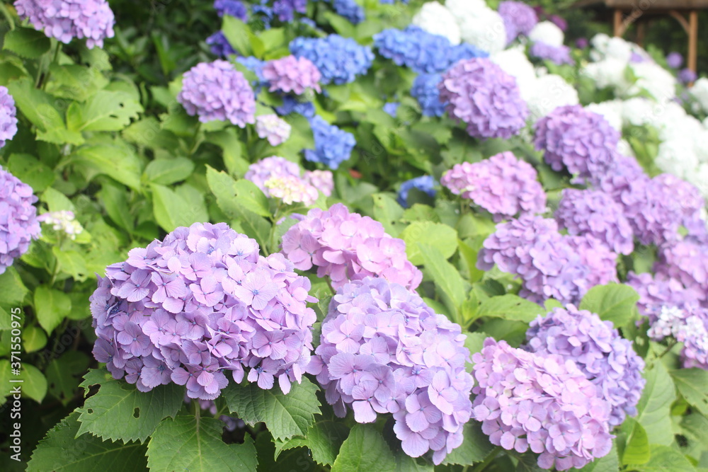 Close up of beautiful and colourful lacecap hydrangea flowers, Kagoshima, Japan, soft focus Close up of beautiful and colourful lacecap hydrangea flowers, Kagoshima, Japan, soft focus