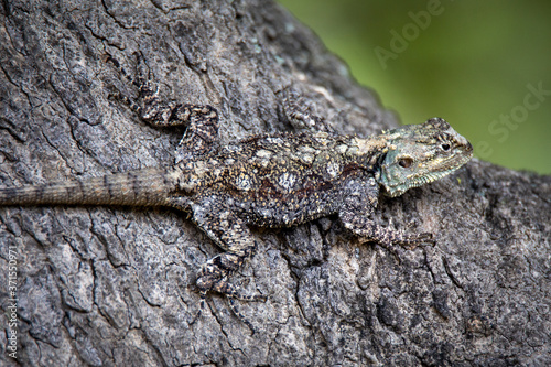 Camouflaged lizard on tree, South Africa