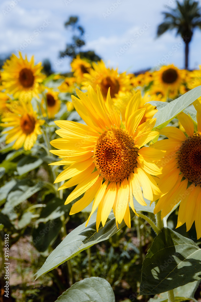Obraz premium ヒマワリ_Sunflower