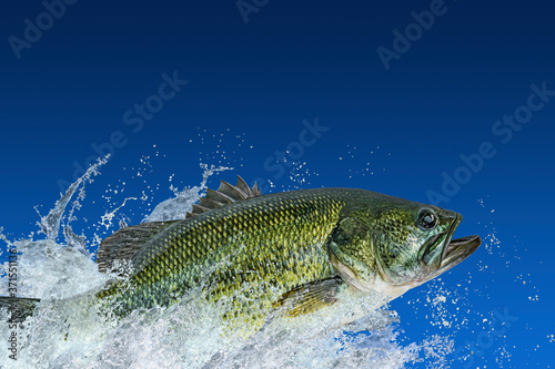 Bass fishing. Largemouth perch fish jumping with splashing in water isolated on blue background