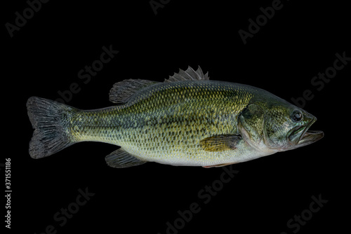 Largemouth bass fish isolated on black background