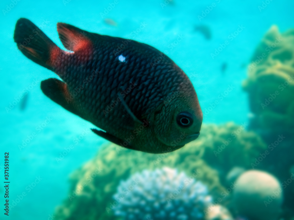 Domino fish, Scientific name is Dascyllus trimaculatus. It belong to the family Pomacentridae. Domino inhabits on the reef table and shallow waters of the Red Sea and Indo-Pacific Domino fish, Scientific name is Dascyllus trimaculatus. It belong to the family Pomacentridae. Domino inhabits on the reef table and shallow waters of the Red Sea and Indo-Pacific