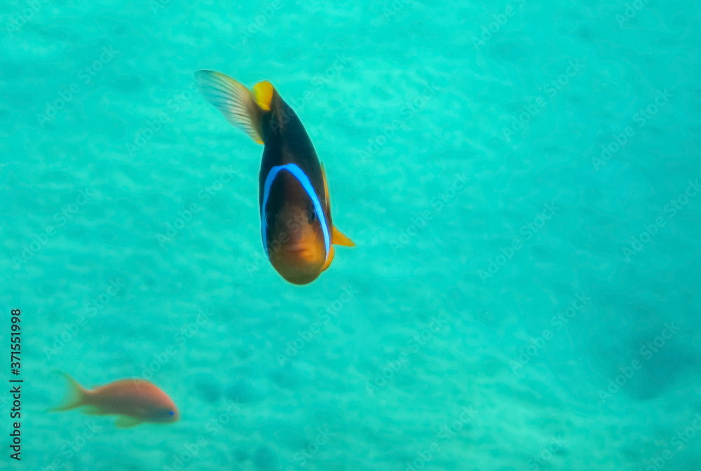 Fototapeta premium Clown-fish, scientific name is Amphiprion bicinctus, it belongs to the family Pomacentridae, its life is going in symbiosis and close relationship with the sea anemone