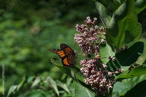 Outdoors monarch butterfly and flowers. 