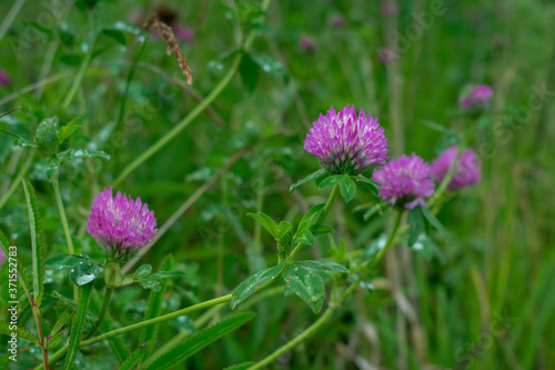 Pink clover in the grass of a summer meadow