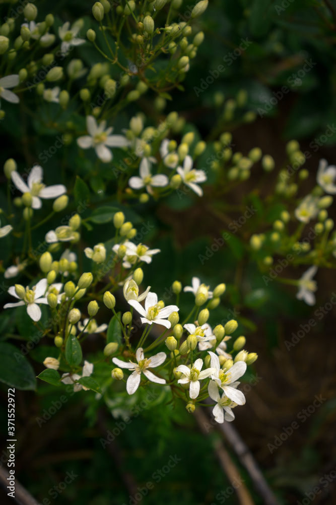 Many small white flowers on green branches