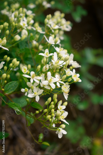 Many small white flowers on green branches