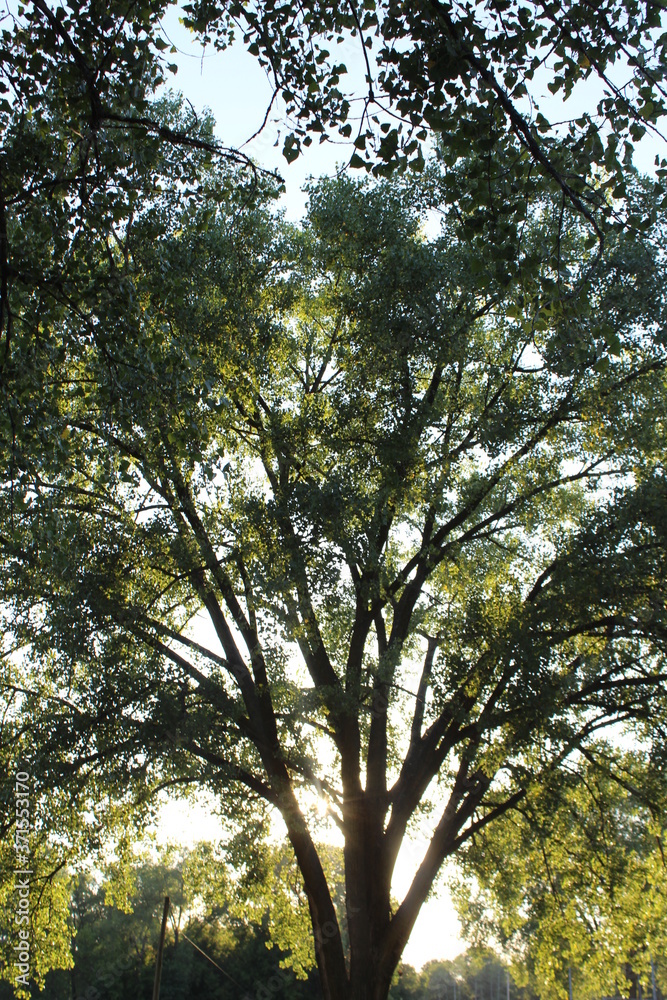 Fototapeta premium sun shining through trees