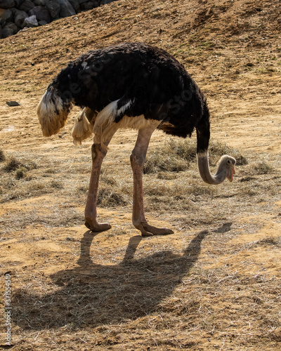 Slika na platnu Ostrich, Struthio camelus, large flightless bird of Africa shown foraging on san