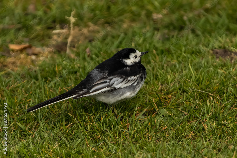 Pied Wagtail, Motacilla alba, aka White Wagtail strutting across the green grass Pied Wagtail, Motacilla alba, aka White Wagtail strutting across the green grass