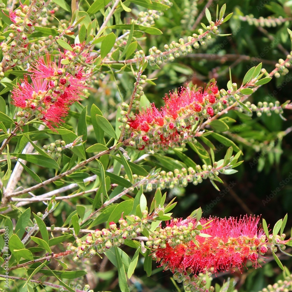 Red native Flora in The Dandenongs, Victoria, Australia Red native Flora in The Dandenongs, Victoria, Australia